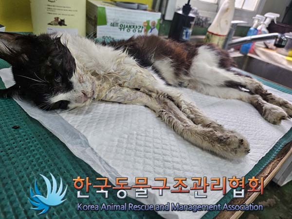 한국동물구조관리협회_441382202400754